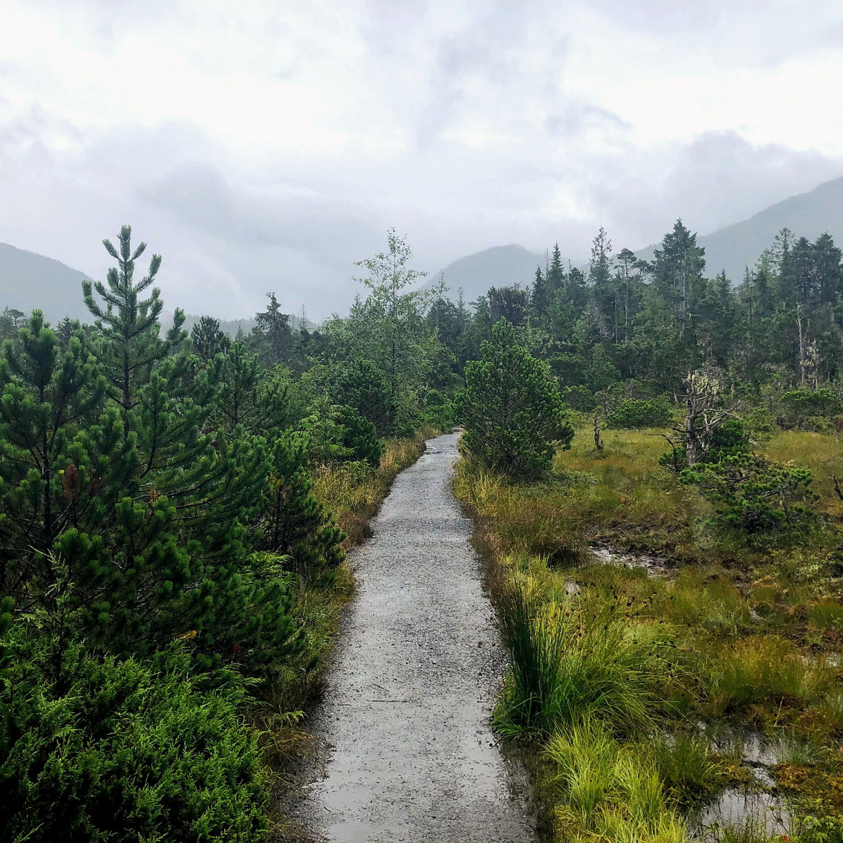 A narrow paved trail winds through the dense greenery of the Butze Rainforest in Prince Rupert, with misty mountains in the background and wet foliage along the path.