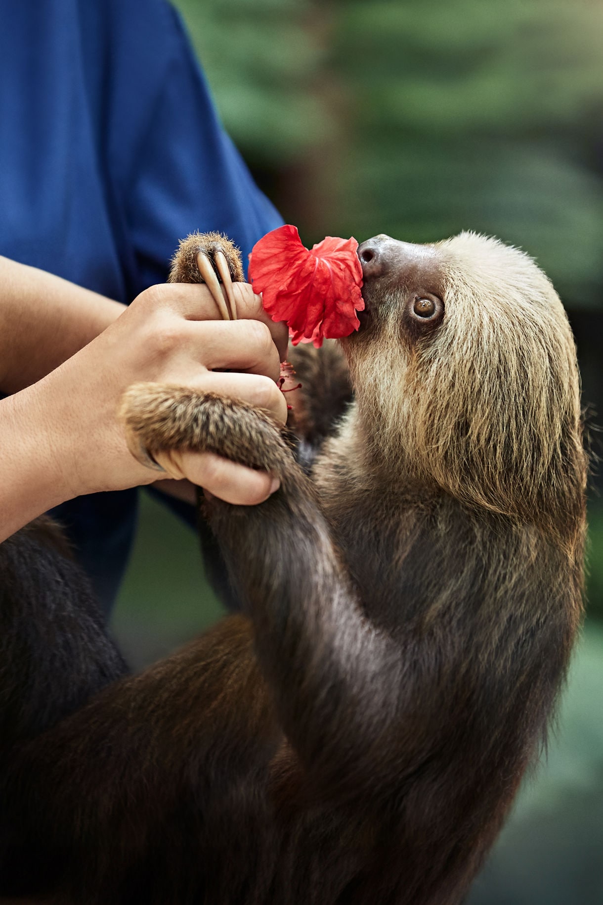 Sloth being fed in a natural preserve