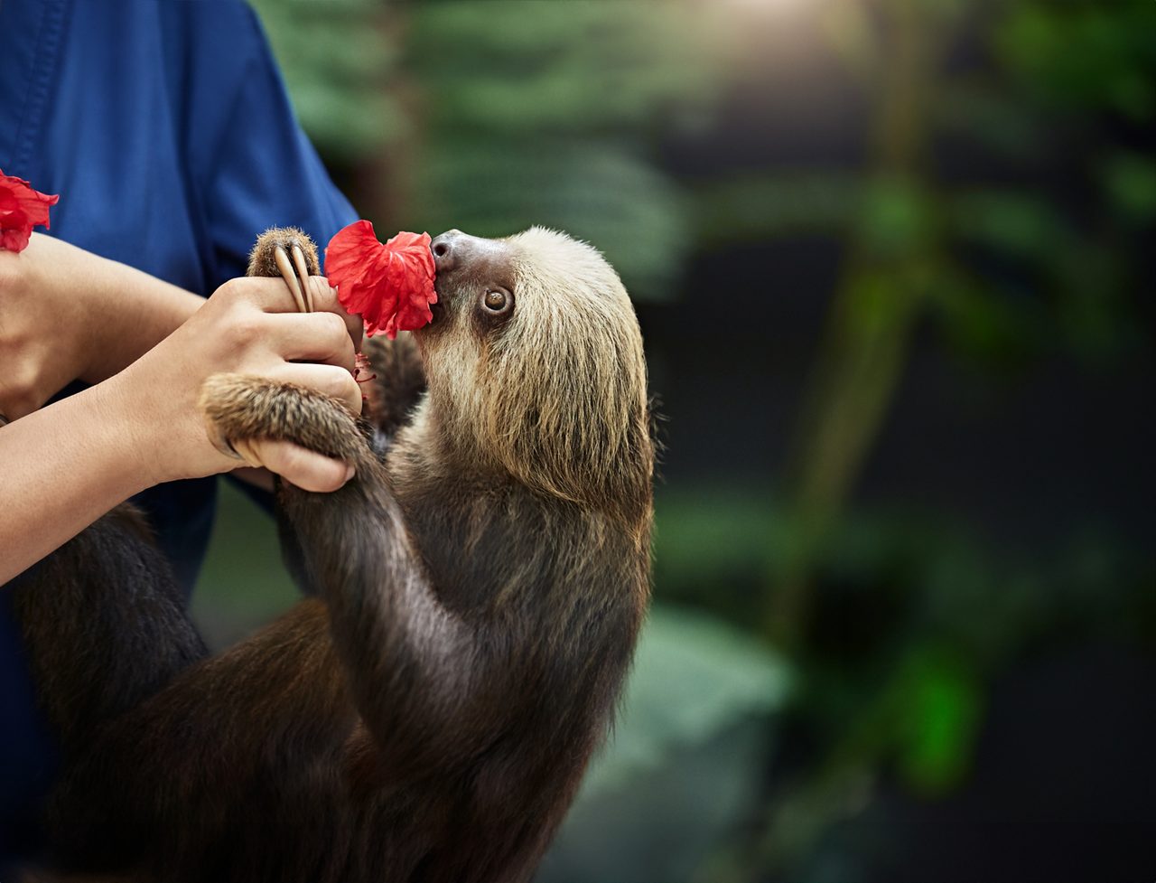 Sloth being fed in a natural preserve