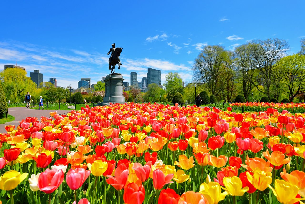 Colorful tulips bloom in Boston's Public Garden, with the George Washington statue standing tall in the background against a clear blue sky and the city’s modern skyline.