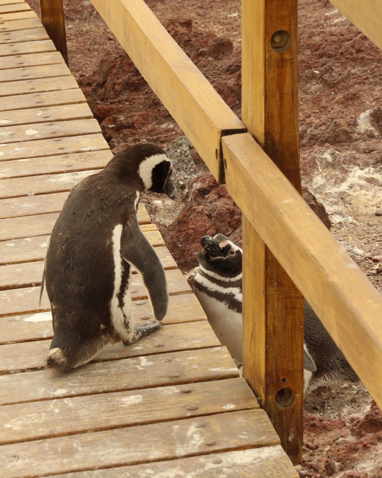Close-up of two Magellanic penguins interacting beside a wooden boardwalk, one standing on the planks and the other below near reddish rocky ground.