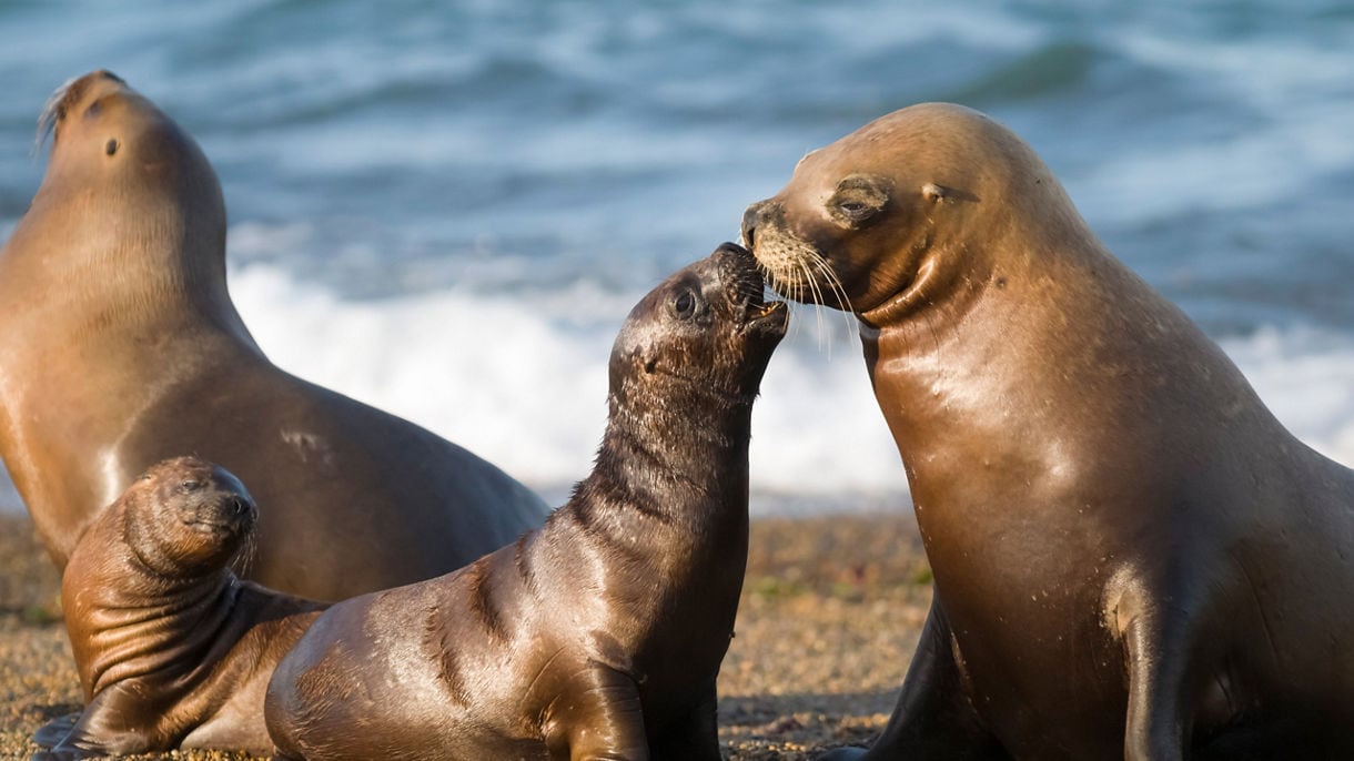 Puerto Madryn, Argentina