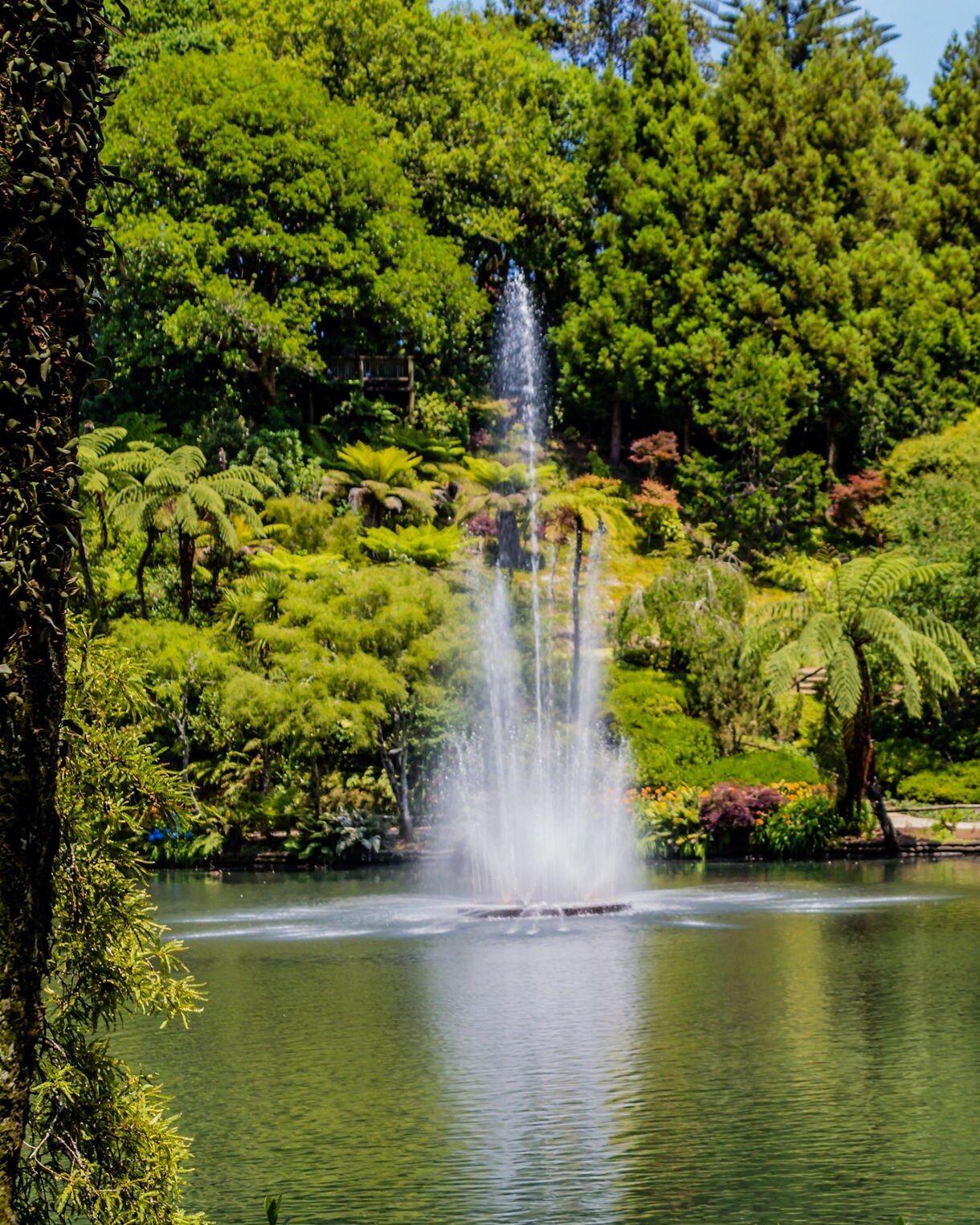 A tall fountain sprays up from a calm pond surrounded by dense green foliage, ferns and flowering plants in Pukekura Park on a sunny day.