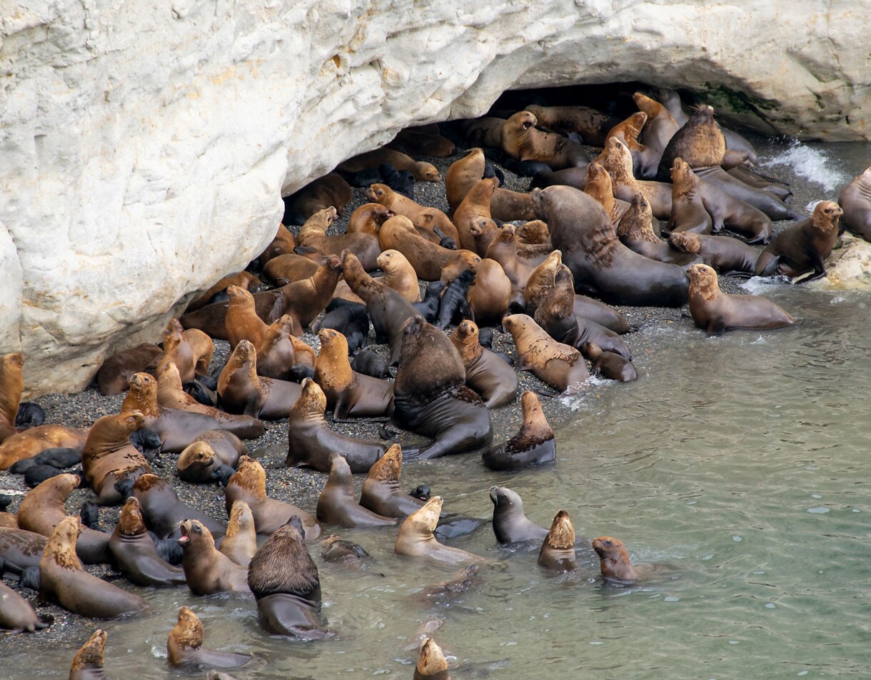 A dense group of sea lions crowding a rocky cove, with many lounging on the pebbled shore and others swimming in the shallow green water.