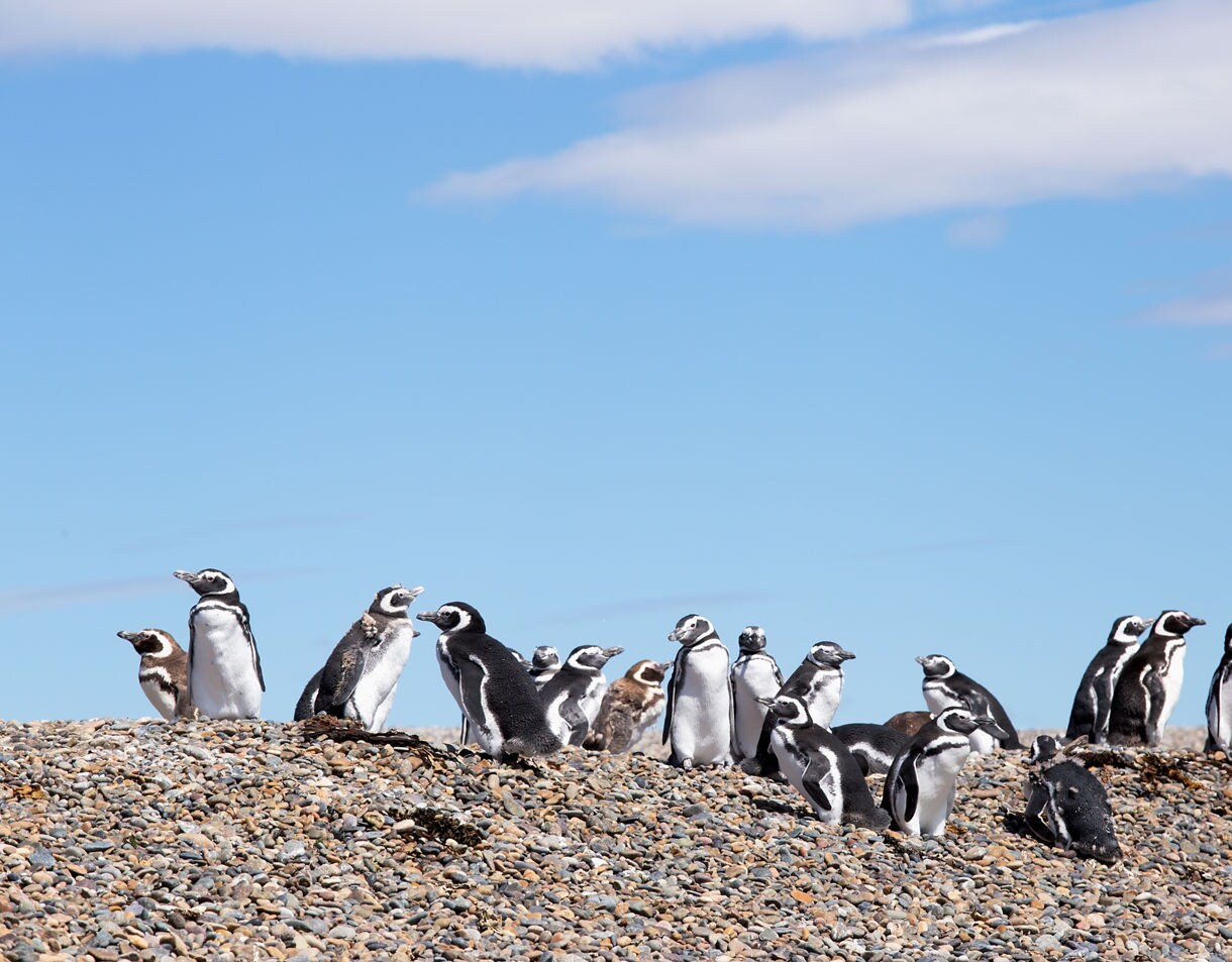 A group of Magellanic penguins standing and resting on a pebble-covered slope with a clear blue sky above.
