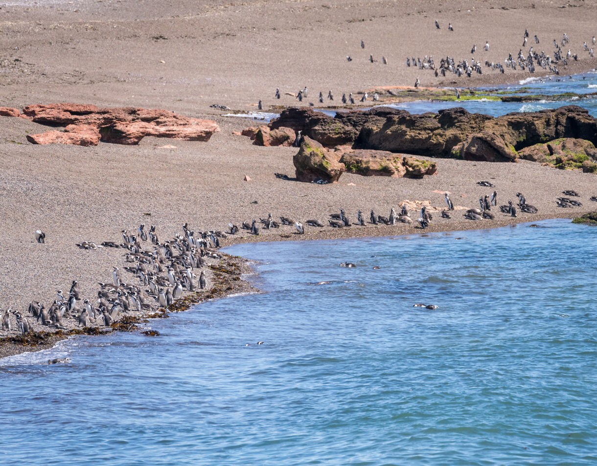 Large groups of Magellanic penguins standing and resting along a rocky beach at Punta Tombo with clear blue water in the foreground.