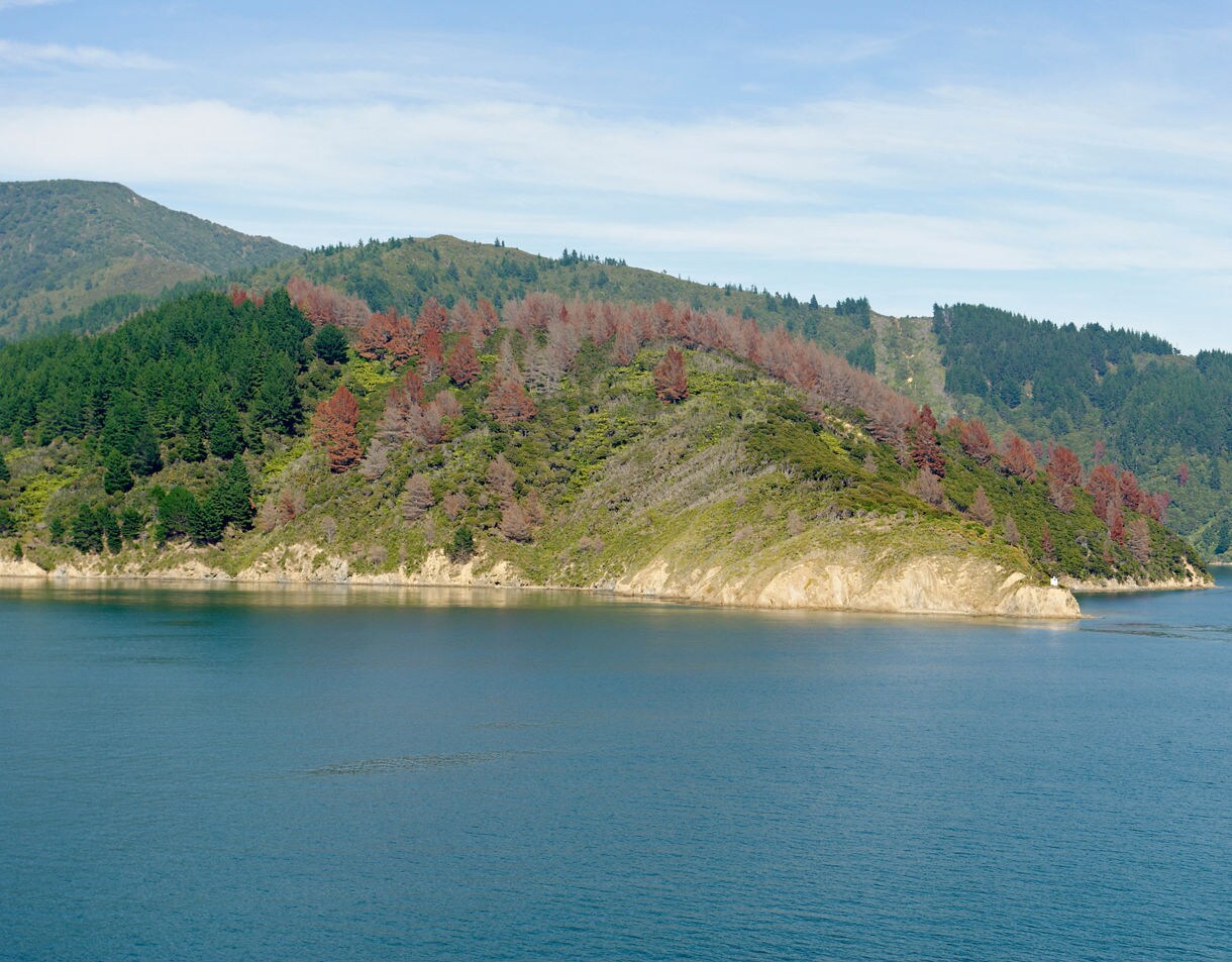 Coastal hillside covered in green and reddish trees sloping down to the clear blue waters of Queen Charlotte Sound under a light sky.