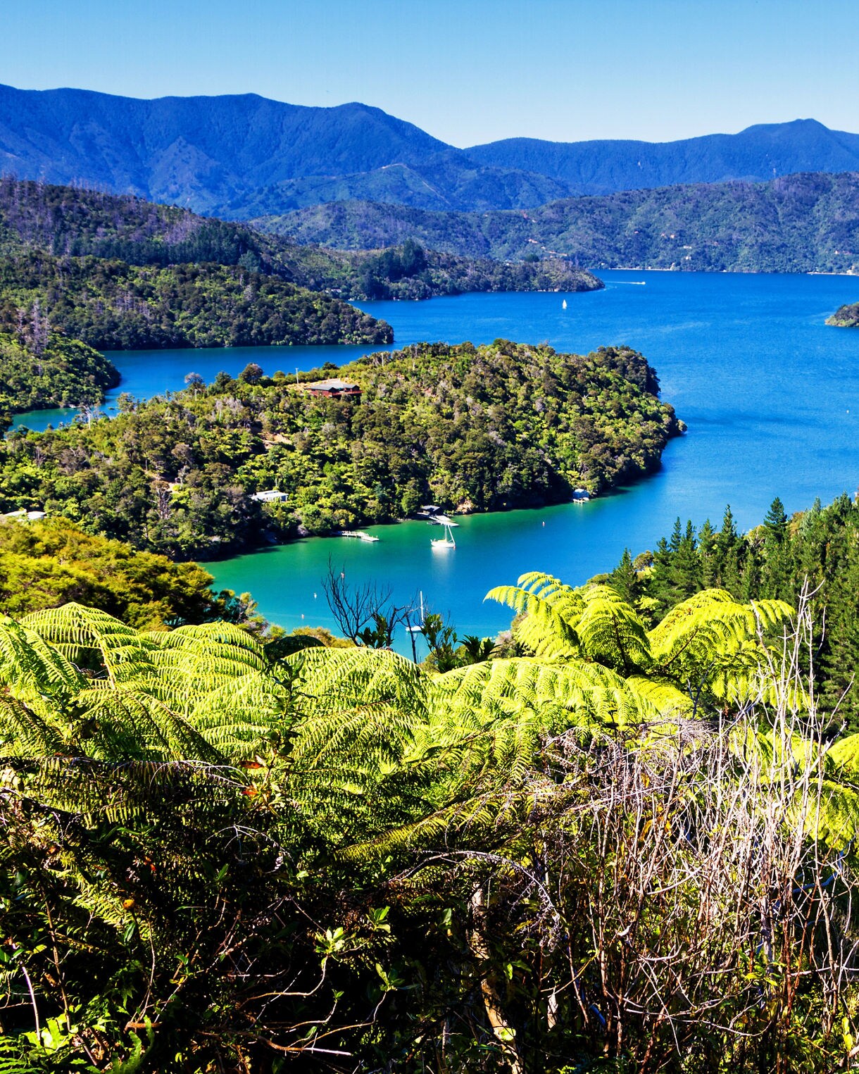 Panoramic view of Queen Charlotte Sound with bright blue water, lush green forested hills and mountains in the background.