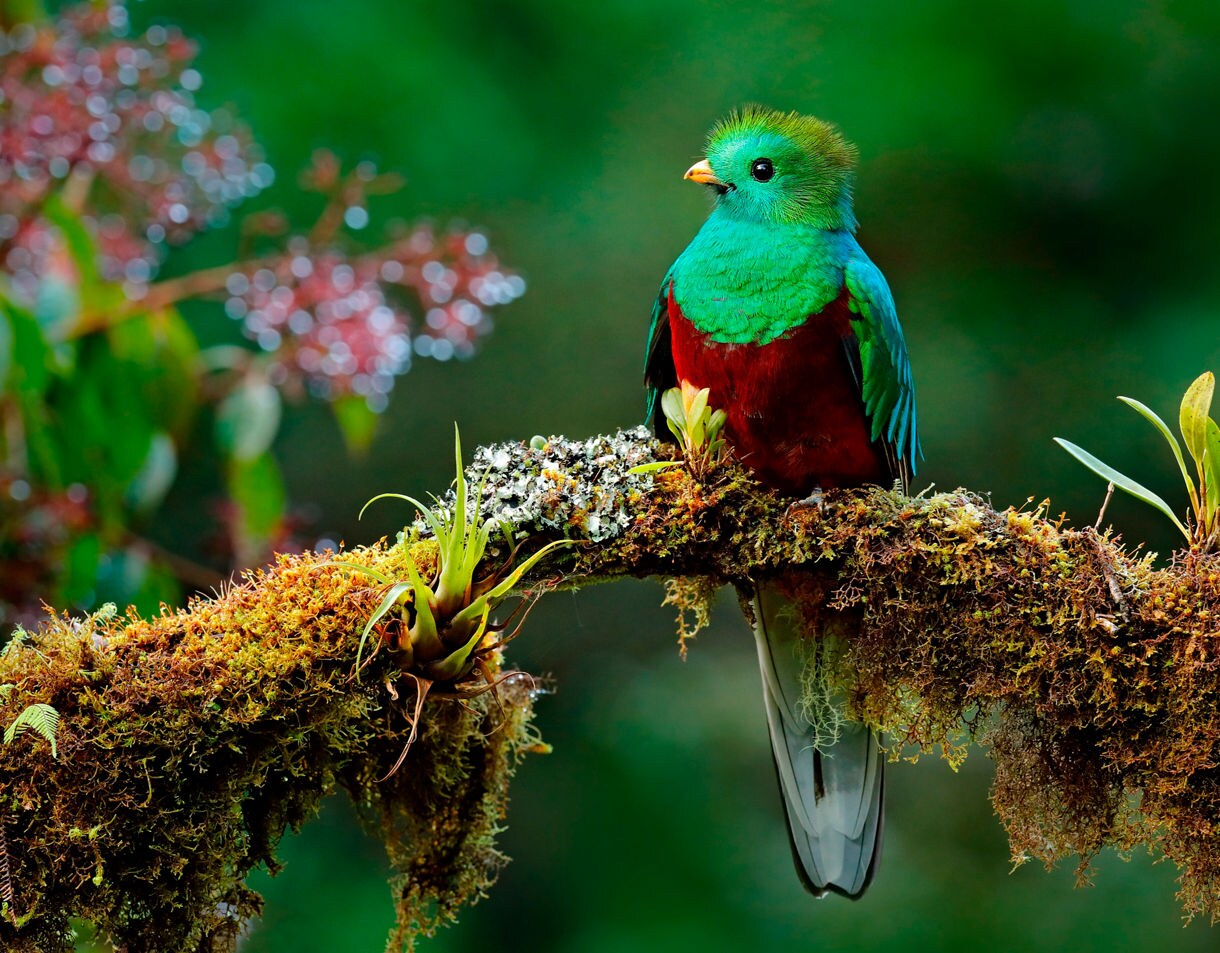 Vibrant resplendent quetzal with emerald green and crimson plumage perched on a moss-covered branch in a lush Guatemalan cloud forest.