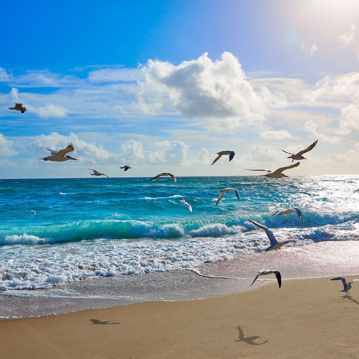 Birds fly across the shore of Singer Island beach in Palm Beach, Florida