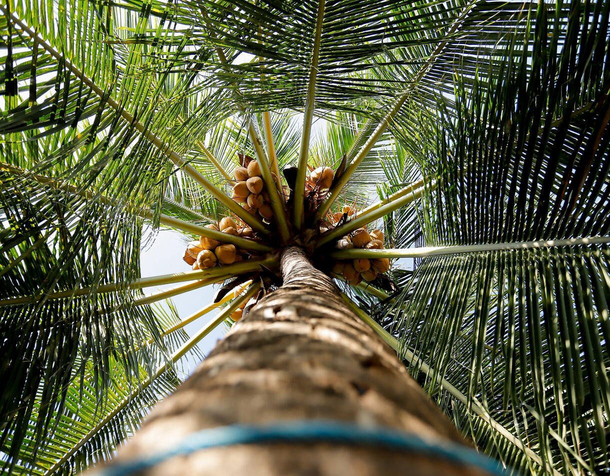 Upward view from the base of a tall coconut palm tree, showing its textured trunk, clusters of ripe coconuts and a wide spread of green fronds against a bright sky.