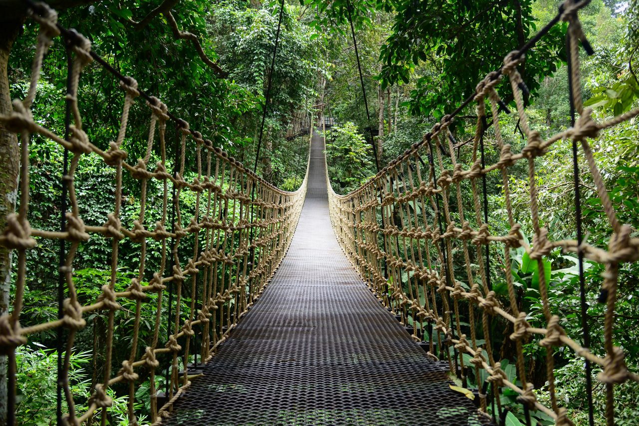 Rope and wood suspension bridge extending through lush green rainforest canopy in Belize jungle.