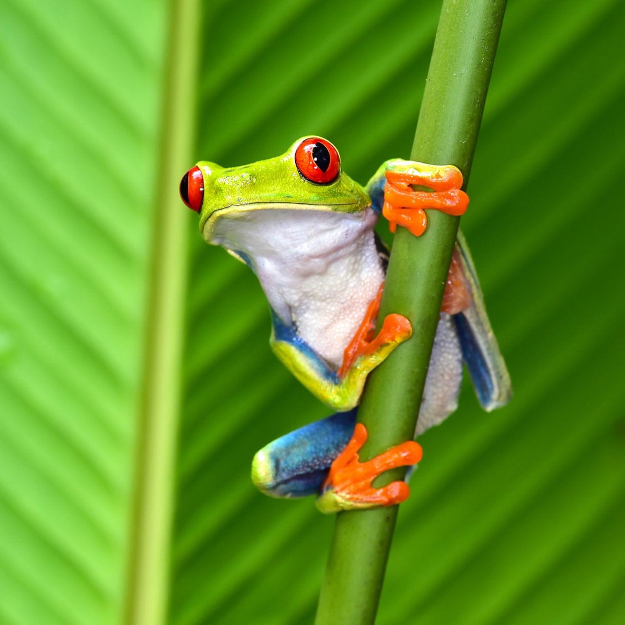 Red Eyed Tree Frog