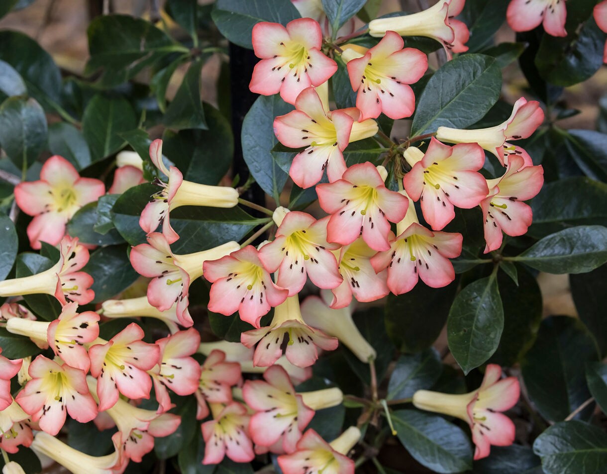 Cluster of peach and yellow rhododendron flowers surrounded by glossy dark green leaves.
