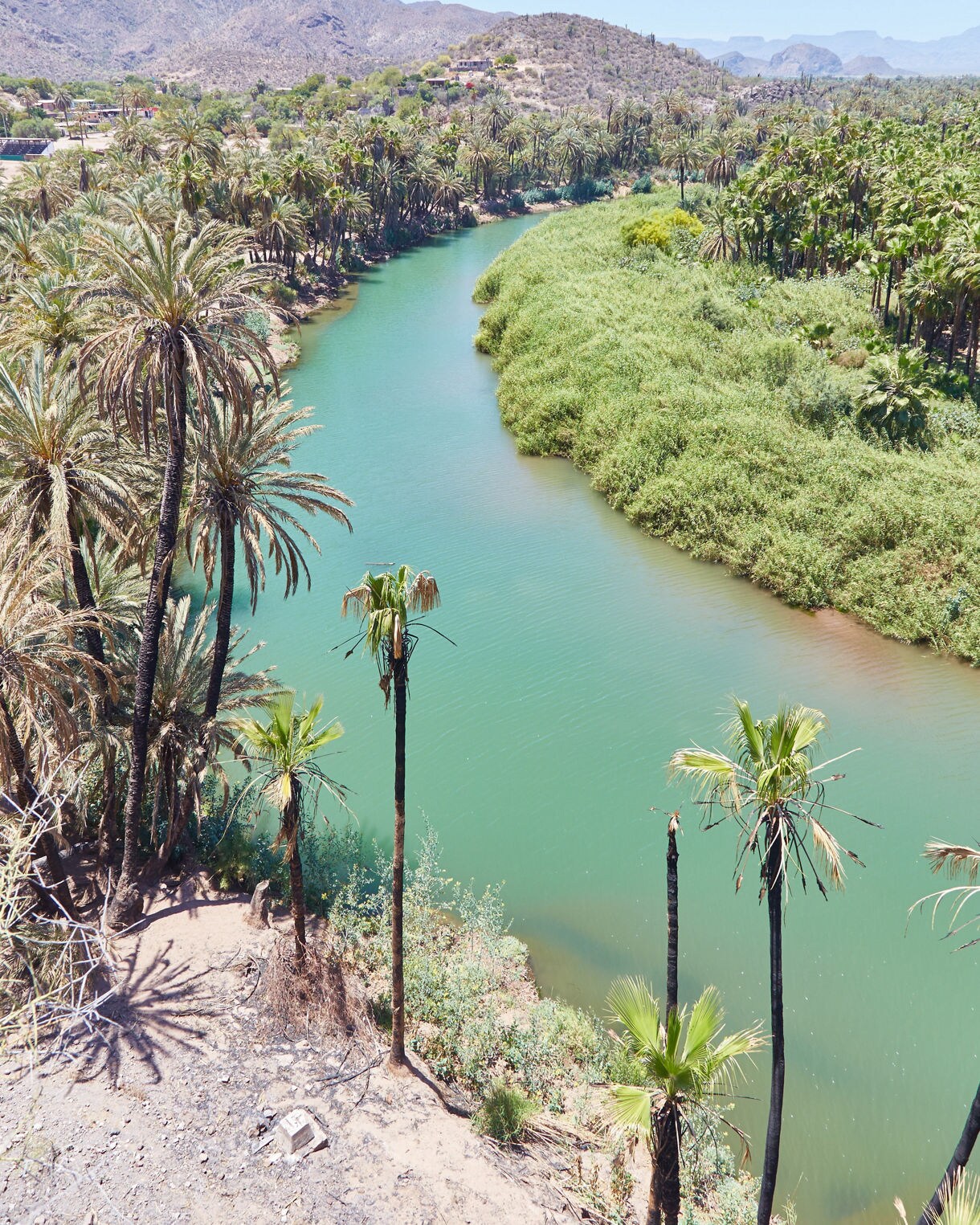 A turquoise river lined with palm trees flows through Mulegé’s desert oasis, framed by arid hills and blue skies.