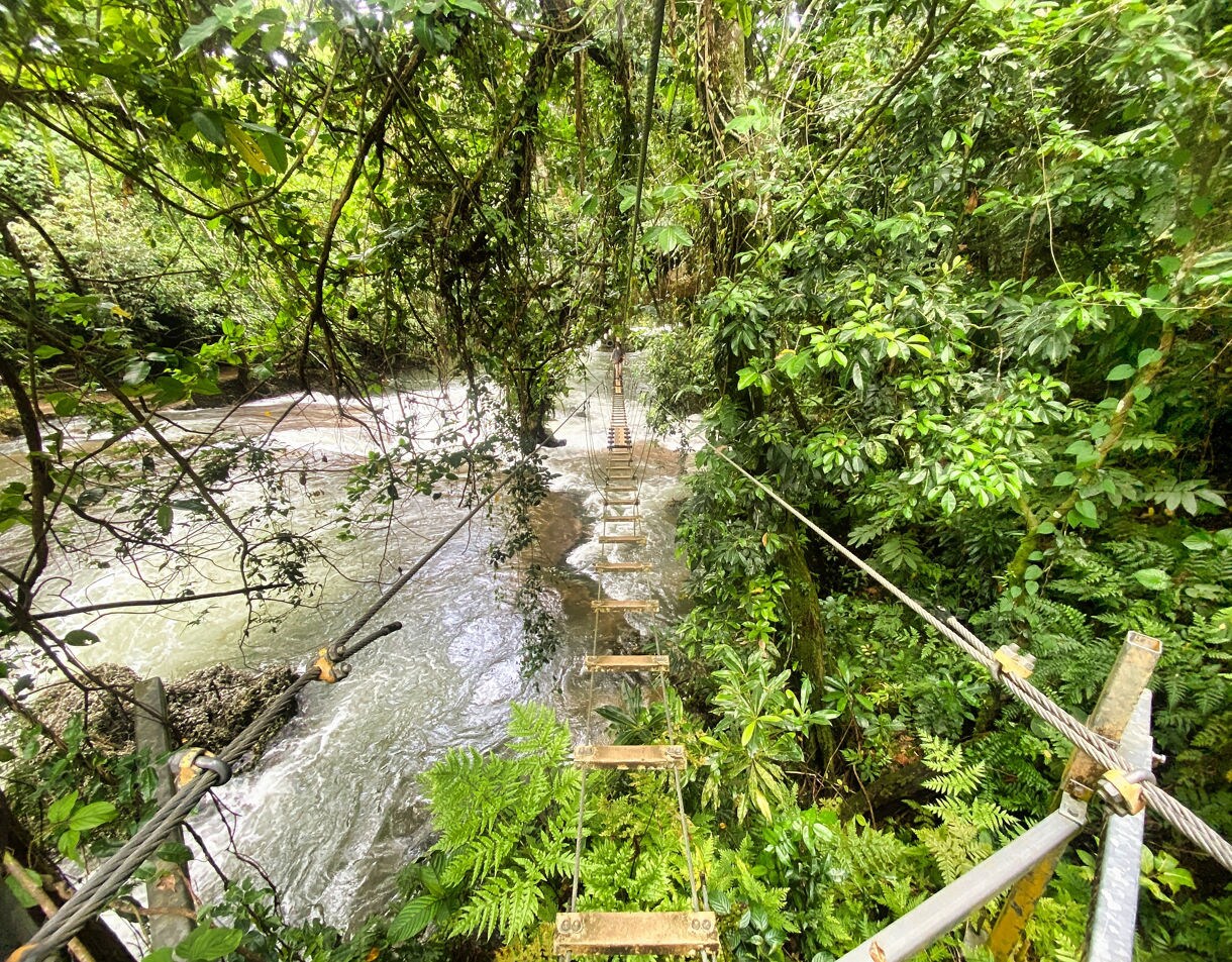 Narrow suspended bridge made of wooden planks stretches over a fast-moving jungle river, surrounded by dense green foliage and hanging vines.