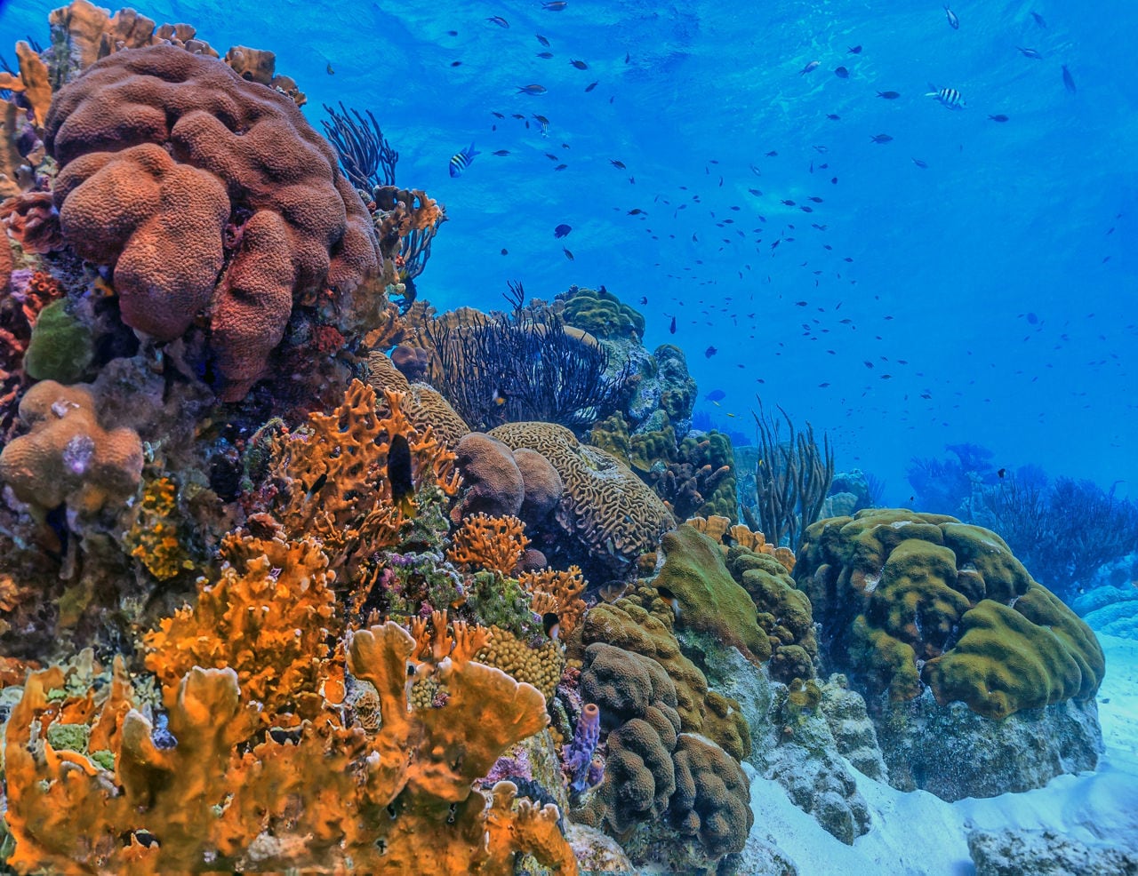 A colorful coral reef in Roatán, Honduras, showcasing intricate brain corals, bright orange sponges and swaying sea fans with tropical fish swimming through the clear blue water.