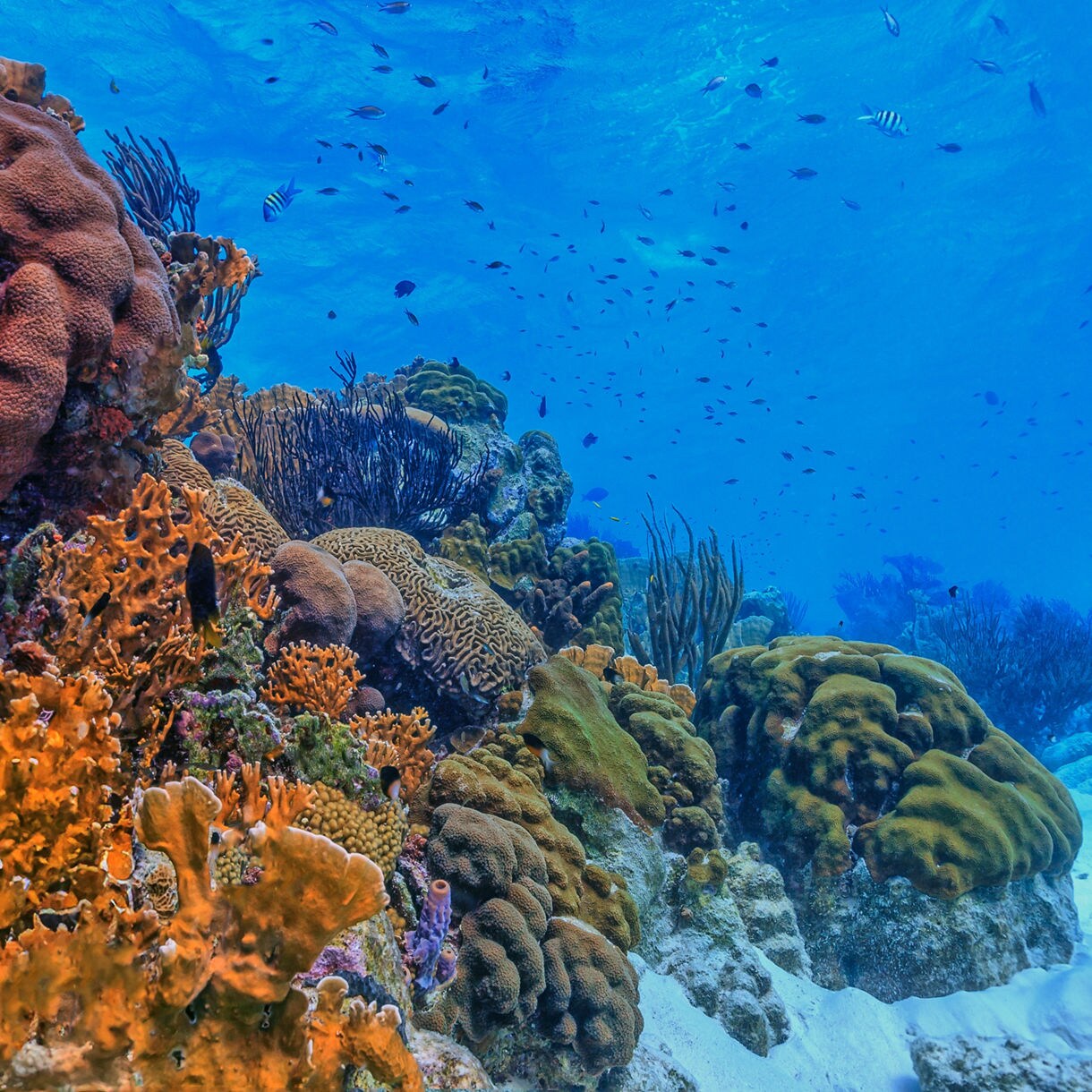 Underwater coral reef scene with orange and purple corals, sea fans, and tropical fish in clear blue water
