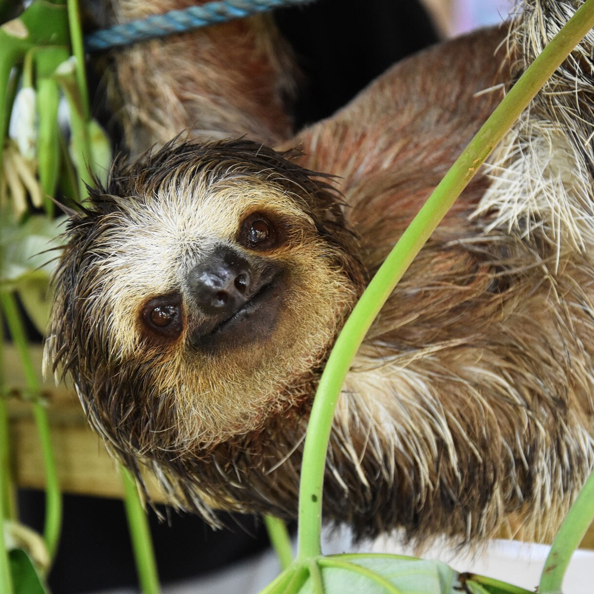 Close-up of brown three-toed sloth hanging from tree branch with green foliage in background
