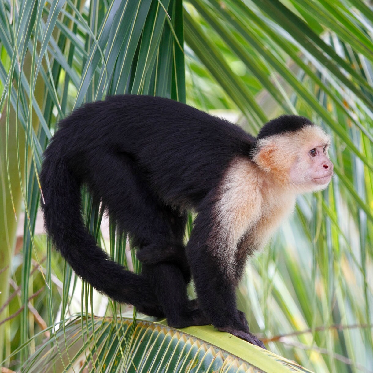 A capuchin monkey perched on a palm frond at Gumbalimba Park in Roatán, Honduras, surrounded by lush greenery and looking curiously into the distance.