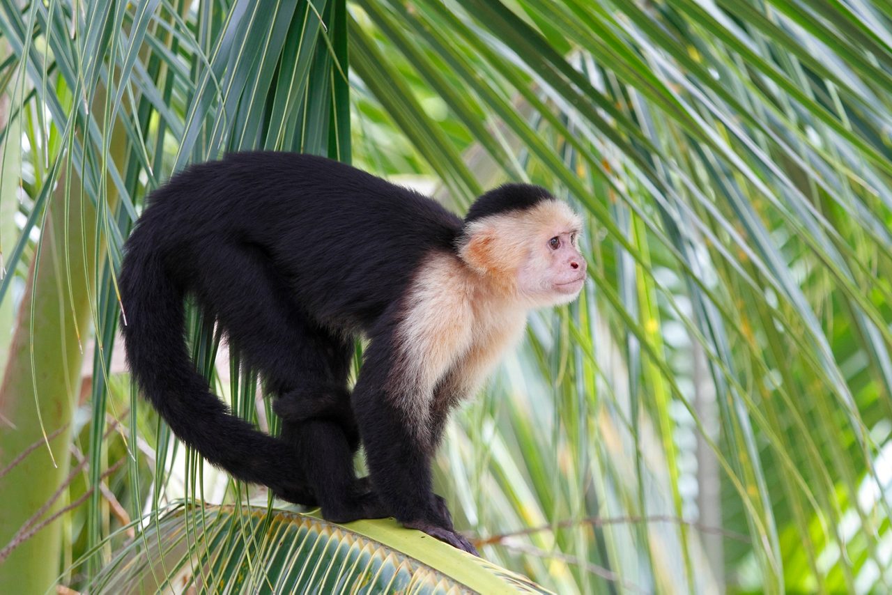 A capuchin monkey perched on a palm frond at Gumbalimba Park in Roatán, Honduras, surrounded by lush greenery and looking curiously into the distance.