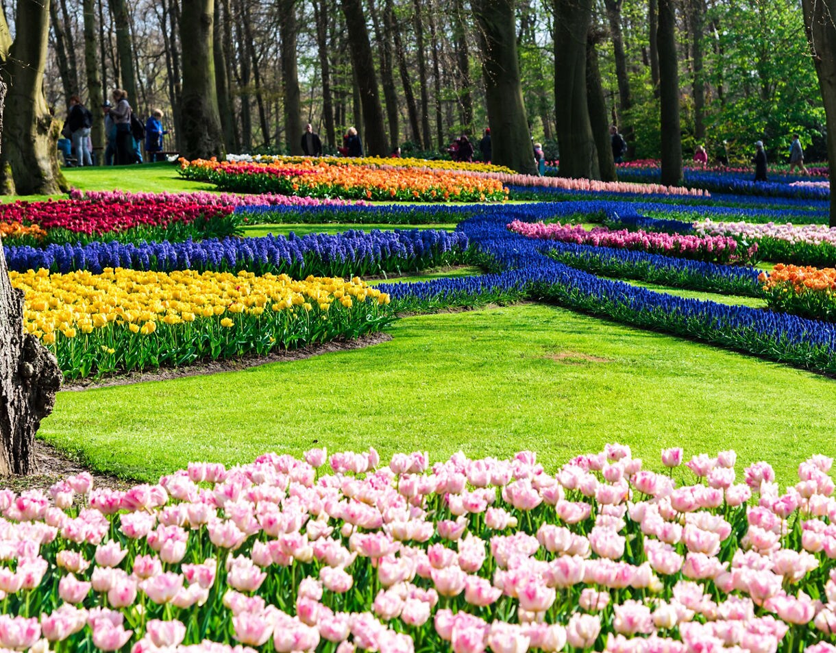 Vibrant flowerbeds of tulips and hyacinths in sweeping patterns across a green lawn beneath tall trees.