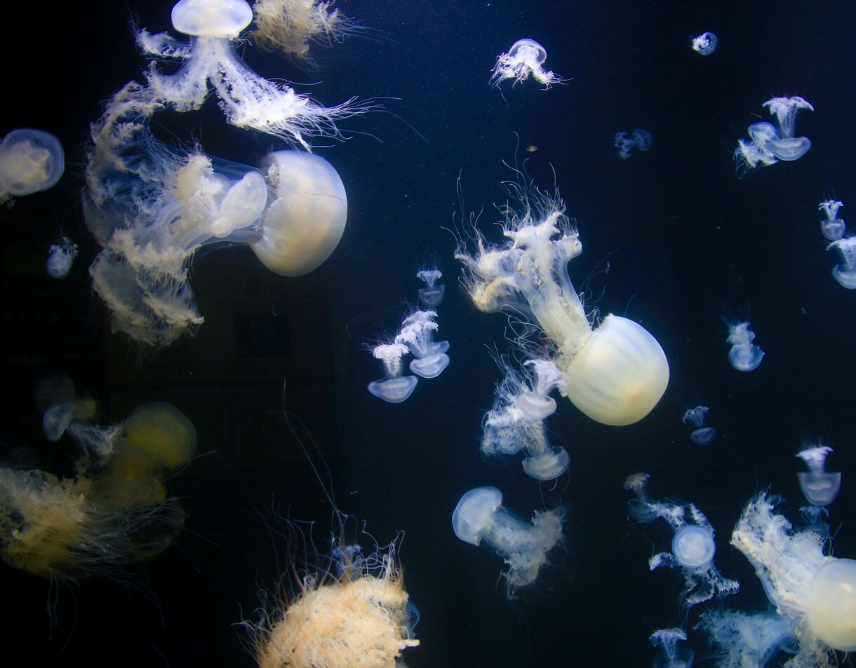 White jellyfish with flowing tentacles illuminated against a dark tank at Kamo Aquarium.