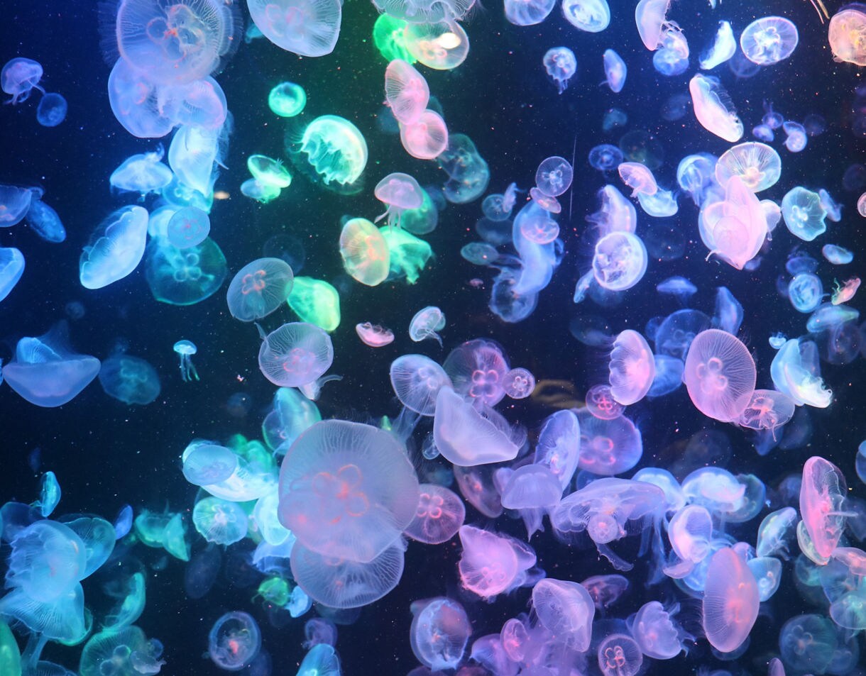Glowing jellyfish in pink, blue, green and purple hues floating in a dark aquarium tank.
