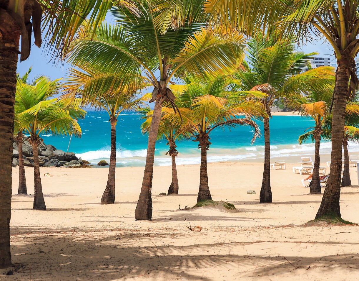 Sandy beach in San Juan lined with tall palm trees casting shadows on the ground. Bright turquoise water and gentle waves roll toward shore, with a few lounge chairs visible in the distance.