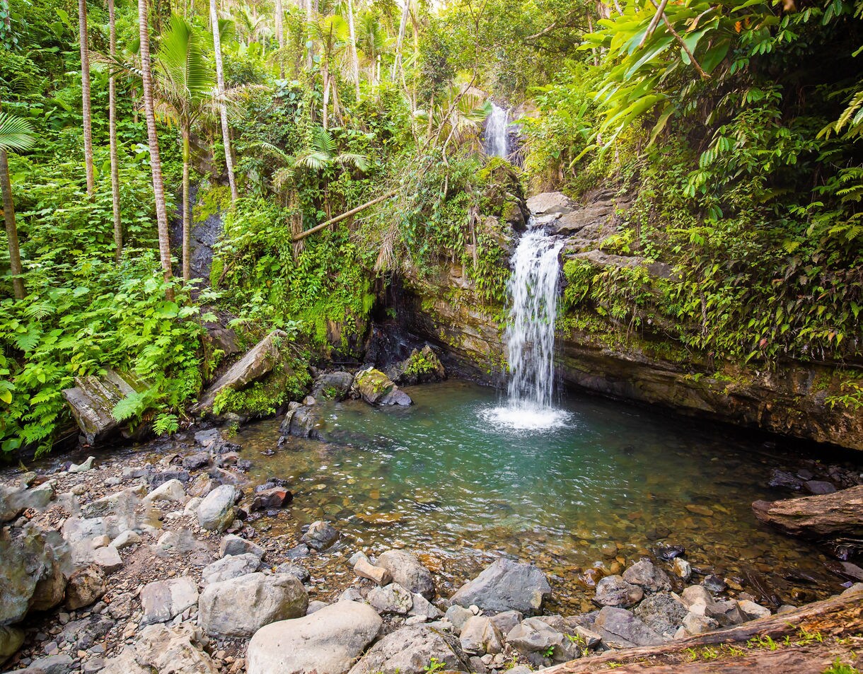 A small waterfall pours into a clear green pool surrounded by dense tropical foliage in El Yunque National Forest. Tall palms, ferns, moss-covered rocks, and scattered boulders frame the quiet rainforest scene.