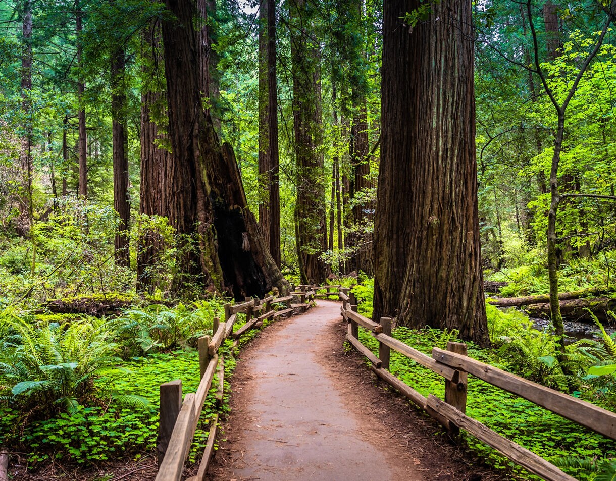 A shaded walking path lined with wooden rails cutting through a lush forest of massive redwood trees, surrounded by bright green ferns, dense undergrowth and filtered sunlight.