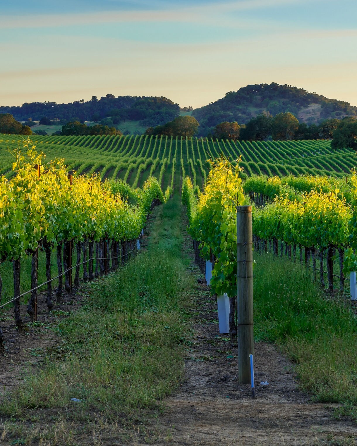 A view down the center of a vineyard row at sunset with bright green grapevines on both sides, rolling hills in the distance and warm sunlight illuminating the tops of the vines.