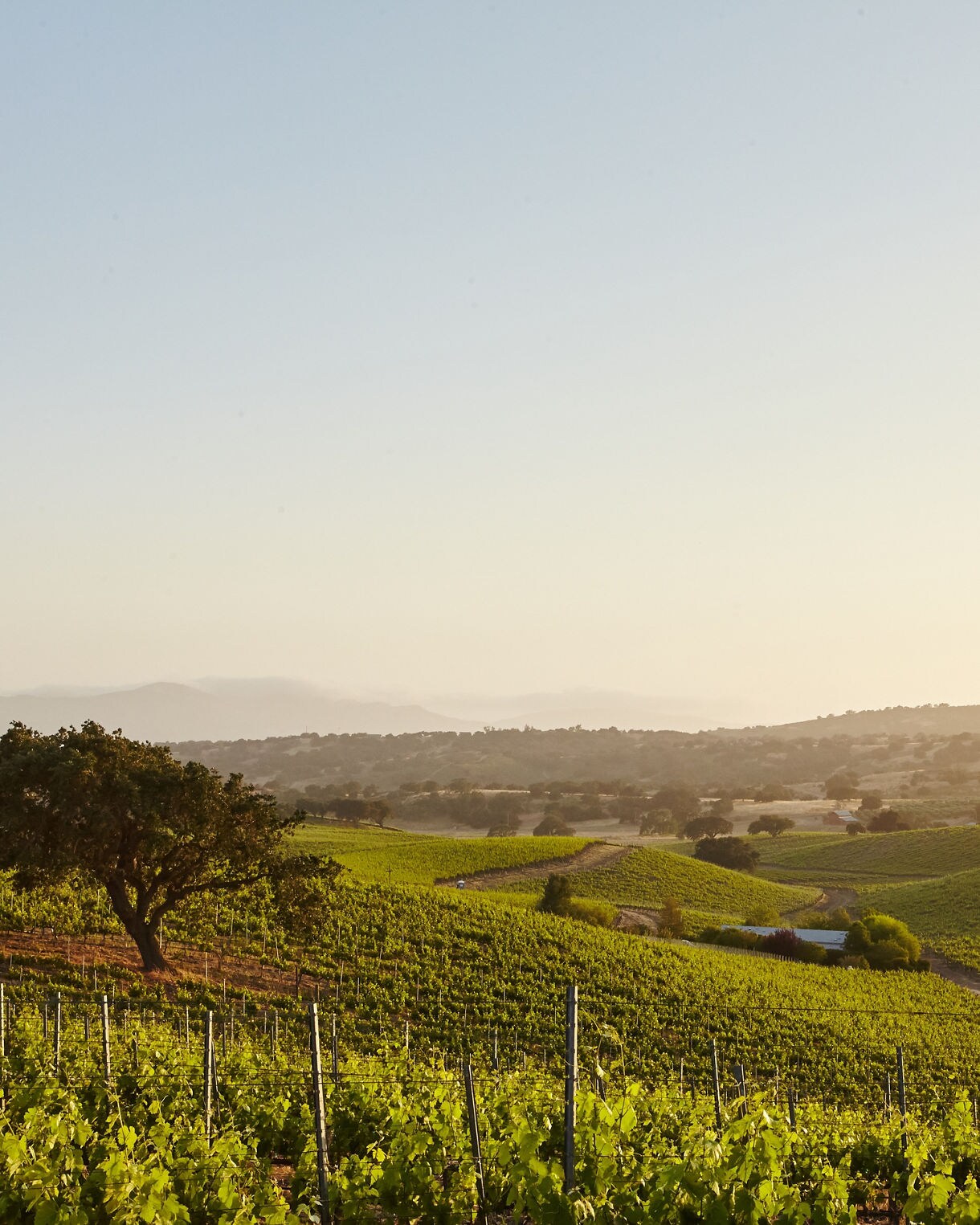 Sunset view over Santa Ynez Valley vineyards with rows of grapevines, a lone tree, and soft hills stretching into the horizon.