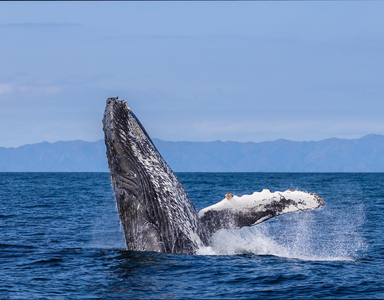 A humpback whale breaching the ocean surface near Santa Barbara, with mountains visible in the distance.