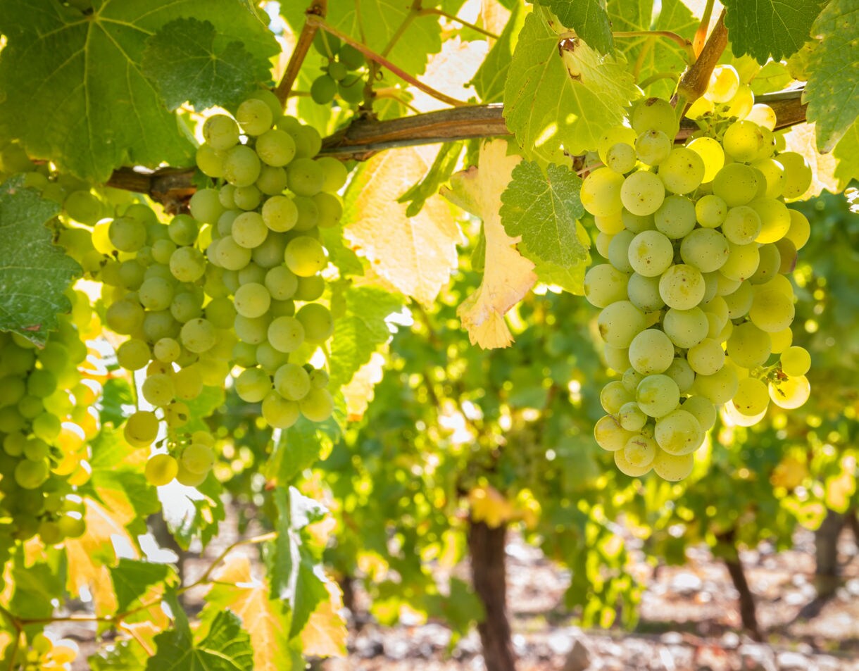 Close-up of green grape clusters hanging on vines with bright leaves in sunlight.