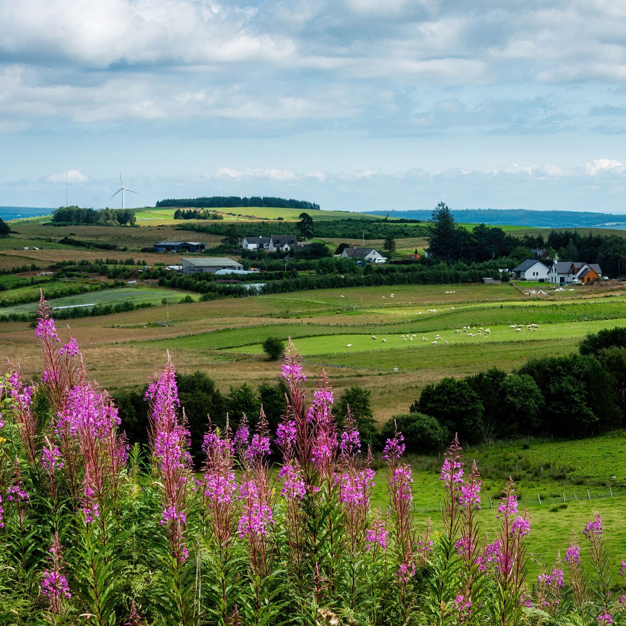 Highland countryside near Invergordon with purple wildflowers in the foreground, green fields, scattered houses and sheep grazing under a partly cloudy sky.