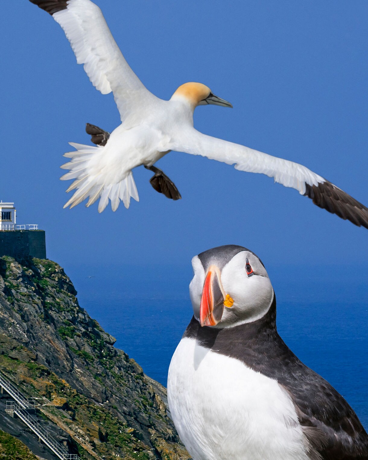 Seabirds including puffins and gannets near a white lighthouse perched on rocky cliffs above the blue sea.