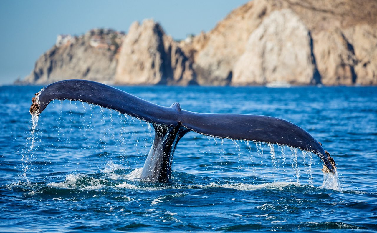 Whale's tail emerging from ocean, with rocky cliffs in background. 