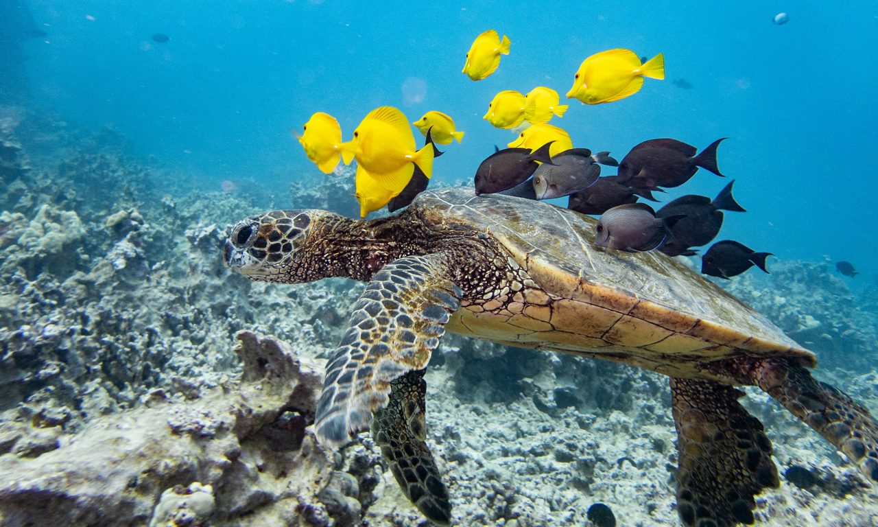 Hawaiian green sea turtle surrounded by bright yellow tangs and dark reef fish swimming over coral in clear blue water.