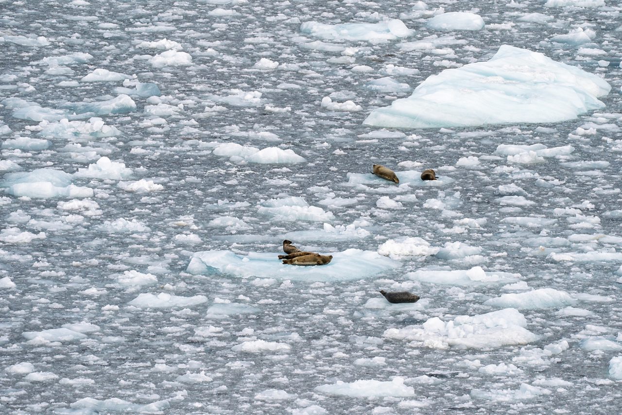 An aerial view of several harbor seals resting on small blue-white ice floes scattered across the steel-grey waters near Hubbard Glacier in Alaska.