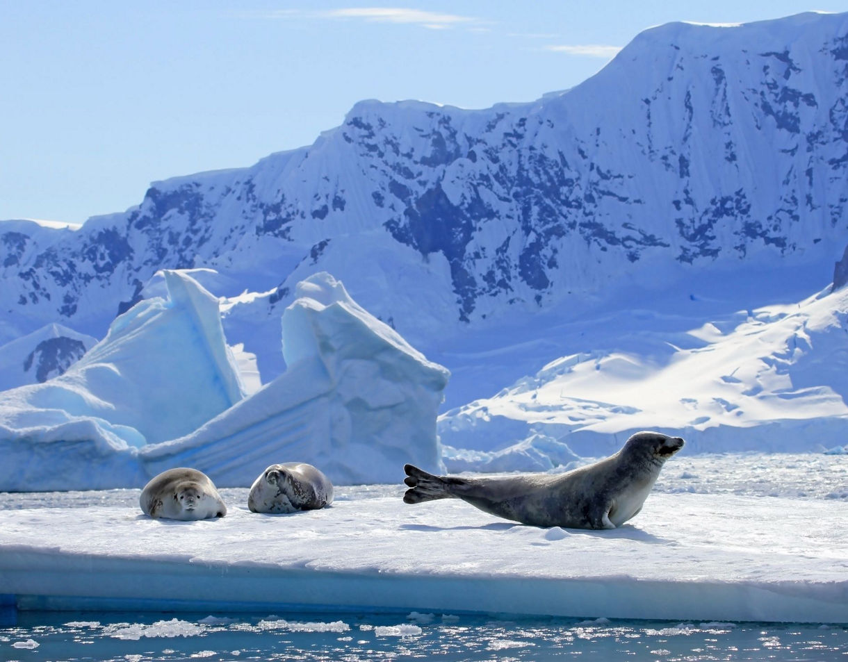 Three harbor seals lounging on white ice floe with large icebergs and snow-covered mountains visible in background at Glacier Bay, Alaska.