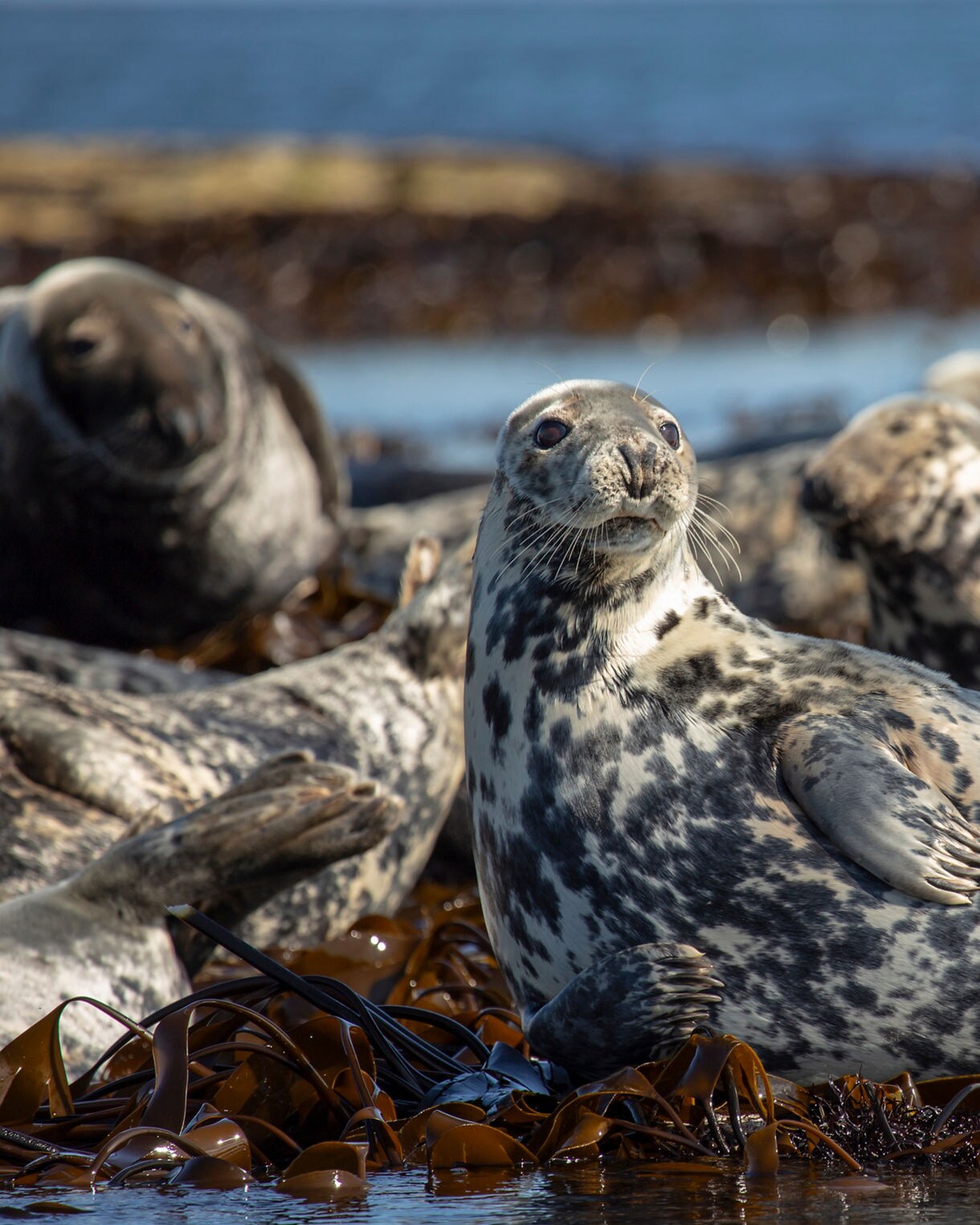 Close-up of a spotted seal resting on seaweed with several other seals lounging behind it near the shoreline.