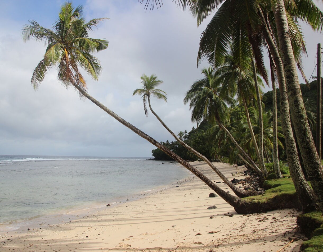 A peaceful tropical beach lined with tall leaning palm trees, light sand and calm shallow ocean water under a cloudy sky.