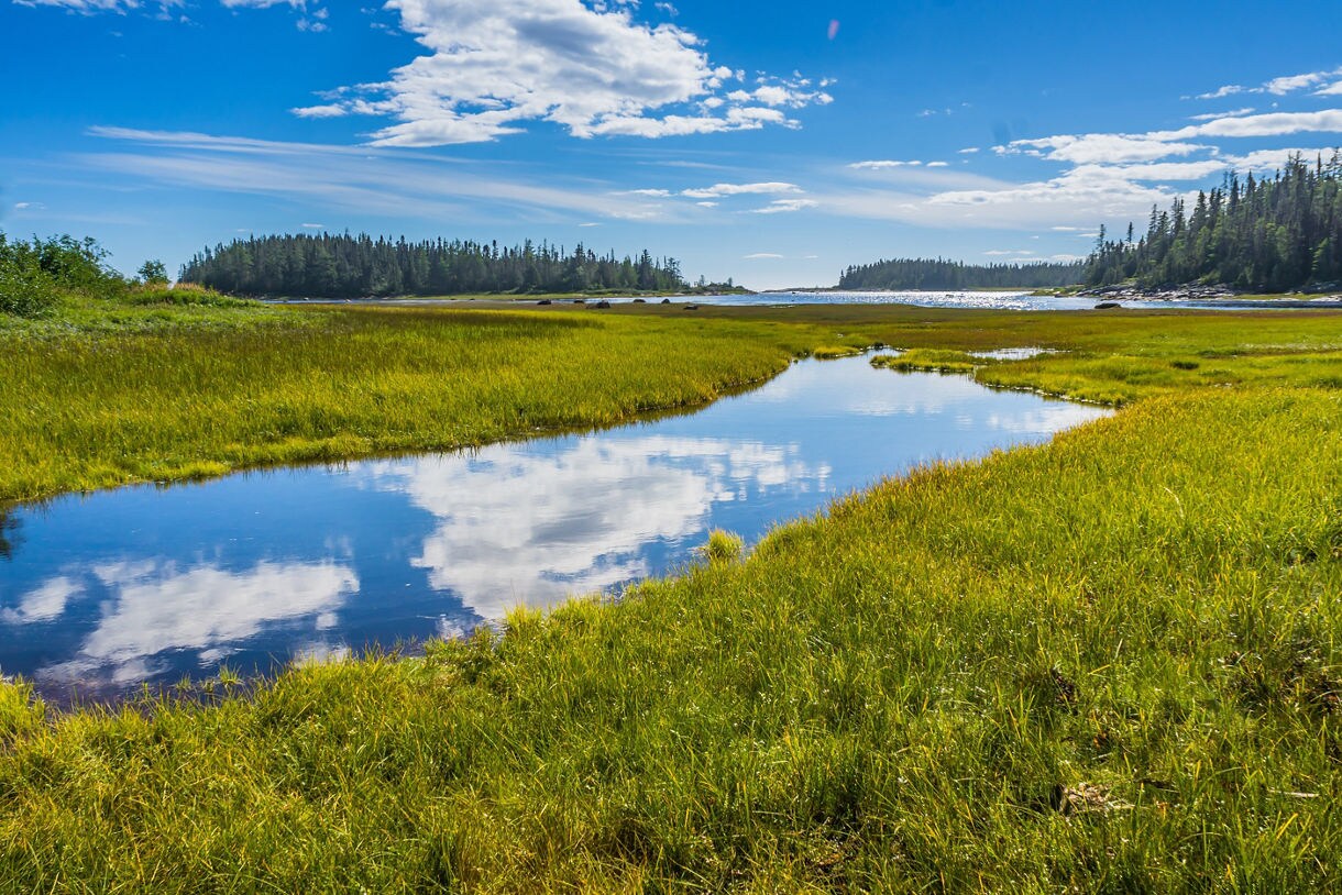 Expansive coastal marshland with bright green grasses and a reflective blue tidal pool under a sunny sky, bordered by dense evergreen forest in the distance.