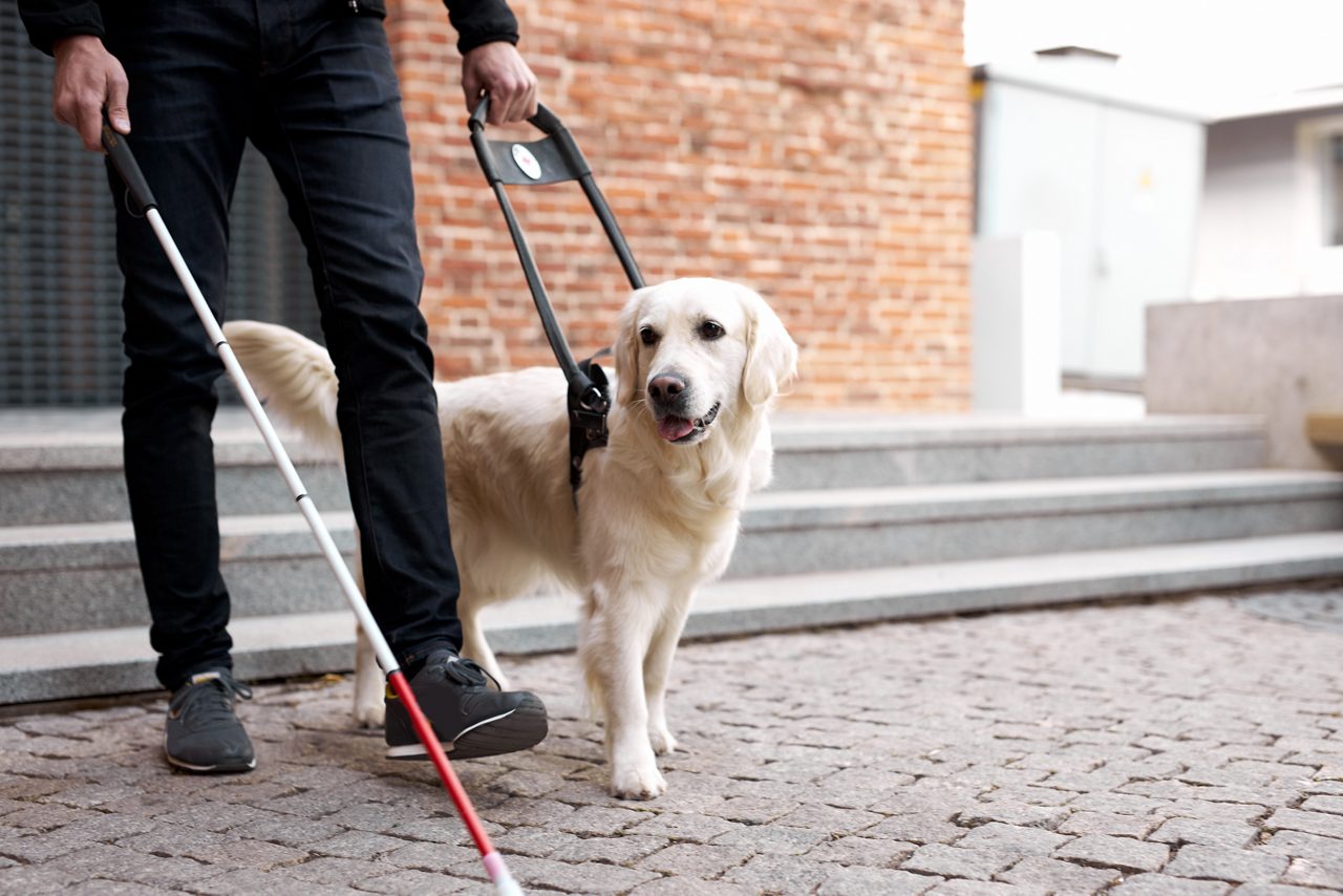 A person using a white cane walks alongside a golden retriever service dog on a cobblestone street.