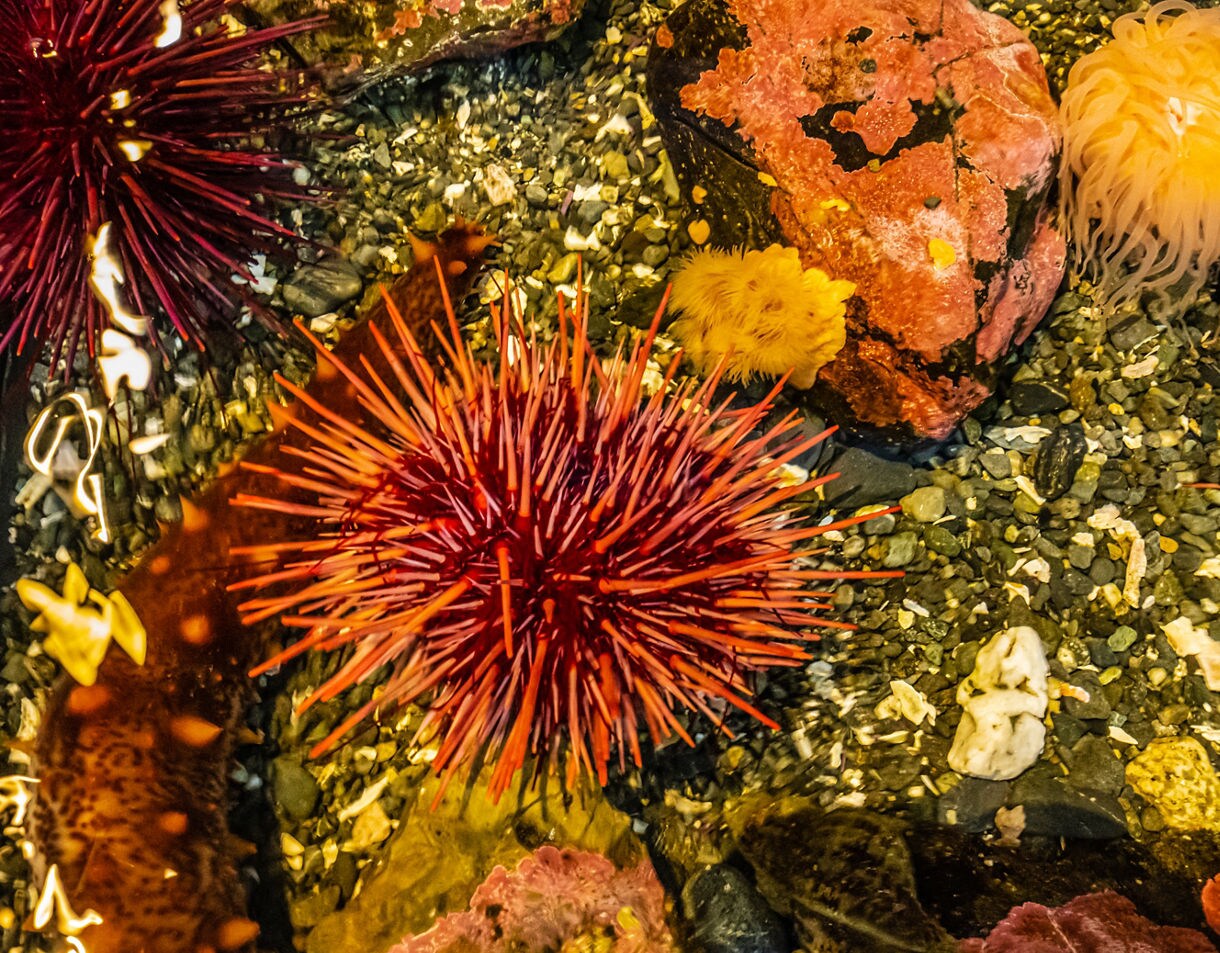 Colorful tide pool display at the Alaska SeaLife Center in Seward featuring red sea urchins, orange anemones, a sea cucumber and rocky substrate.