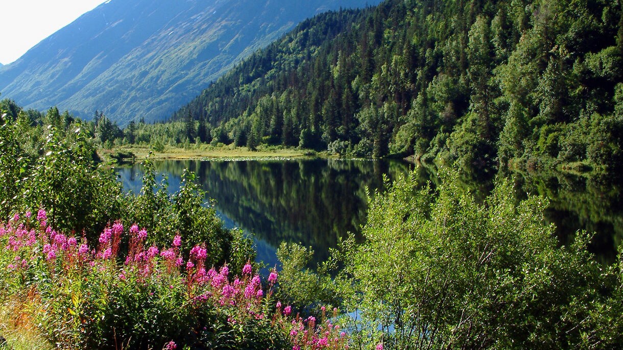 Lush green valley near Seward, Alaska with tall pink wildflowers in the foreground, a calm reflective lake and forested mountains under a clear blue sky.