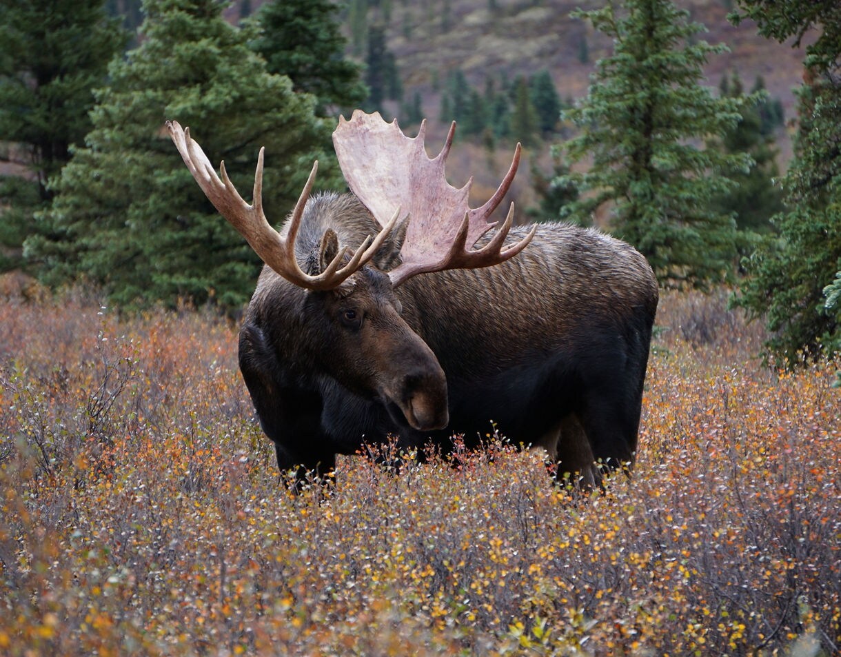 Large bull moose with broad antlers standing in a field of autumn shrubs surrounded by evergreen trees near Seward, Alaska.