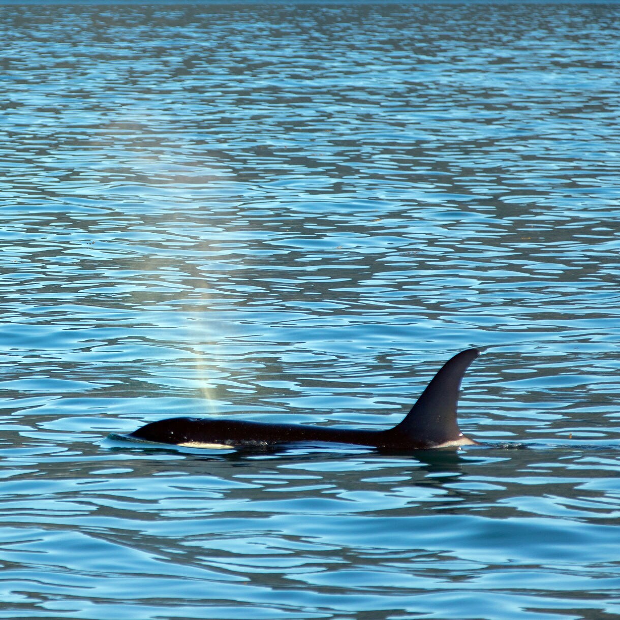 Orca swimming near the surface with its dorsal fin exposed and mist from its blowhole visible, set against the blue waters and rocky shoreline of Kenai Fjords National Park.