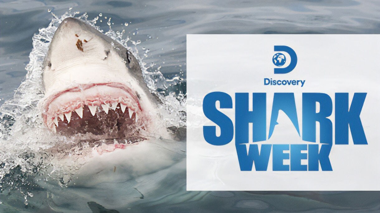 Shark Week Trivia, Games